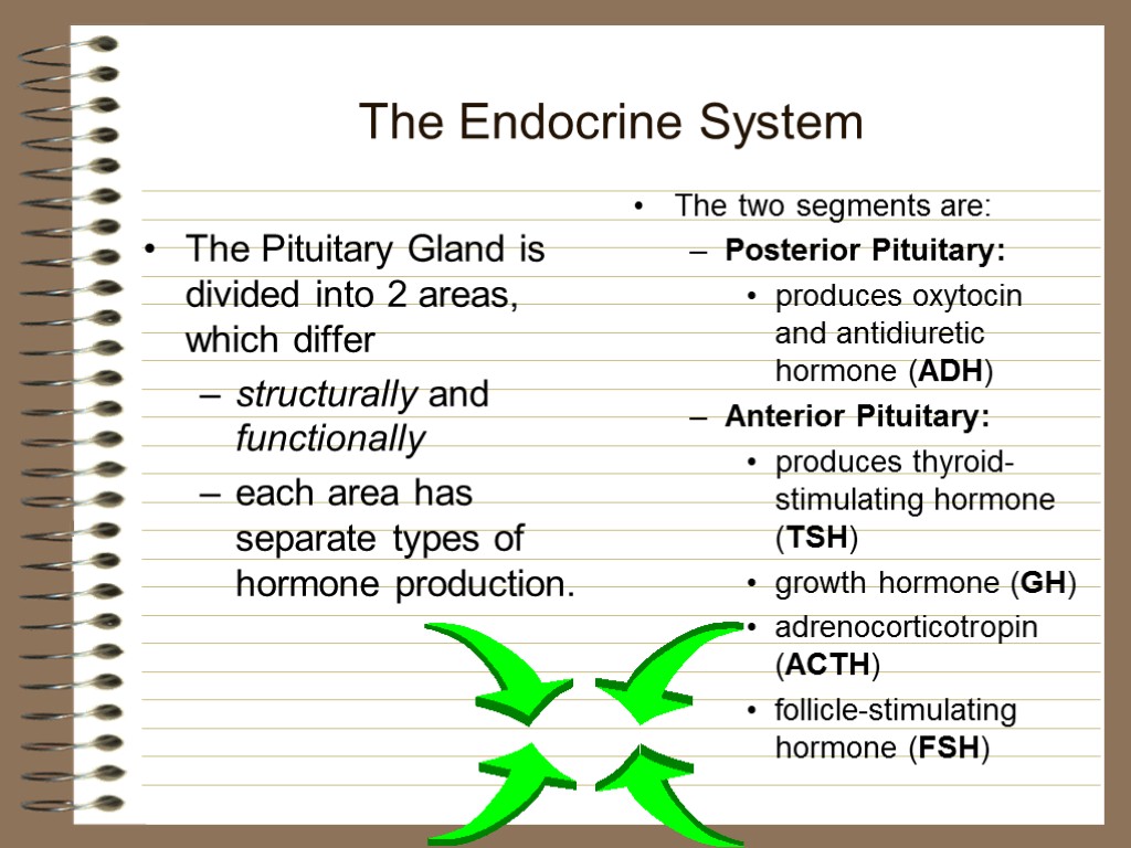 The Endocrine System The Pituitary Gland is divided into 2 areas, which differ structurally